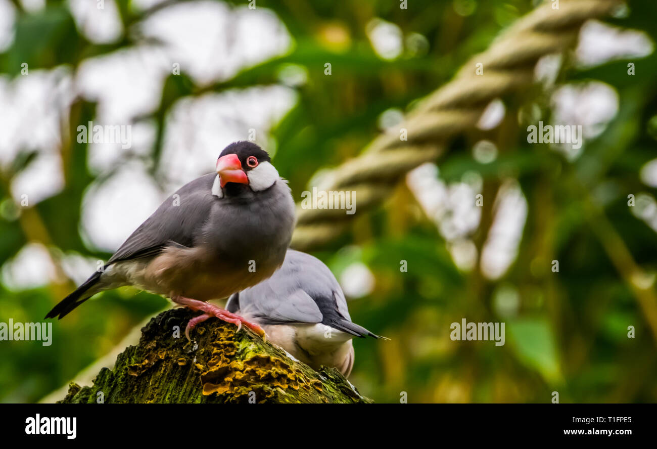 Java rice sparrow sitting on a tree stump, tropical bird from the java