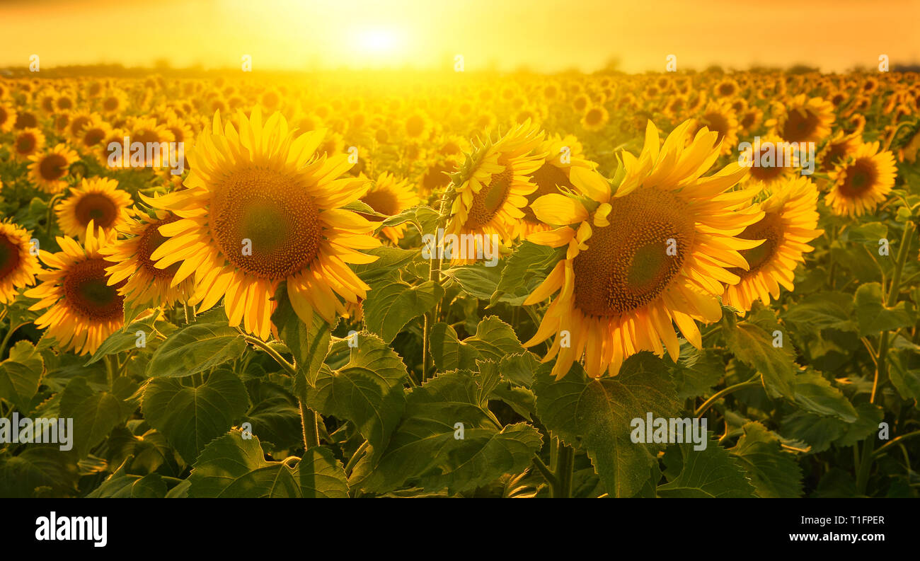 The rising sun must hires stock photography and images Alamy