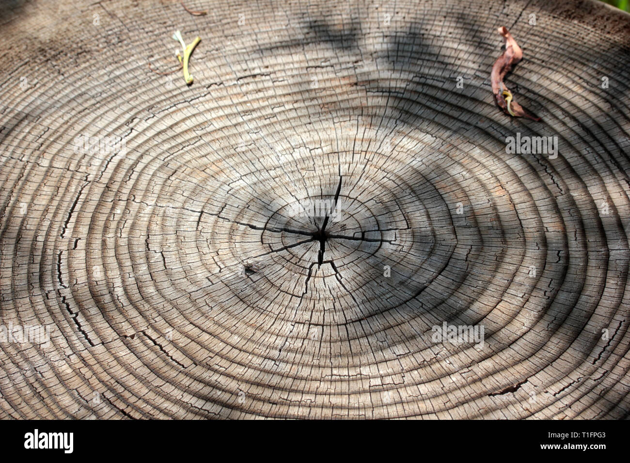 Tree rings texture background Stock Photo - Alamy