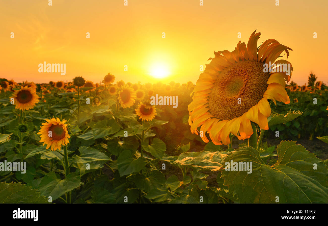 Sunflower Rising Sun Sunflowers growing towards light hi-res stock photography and images ...