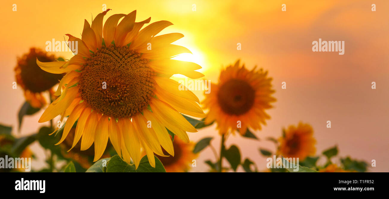 Sunflower Rising Sun Sunflowers growing towards light hi-res stock photography and images ...