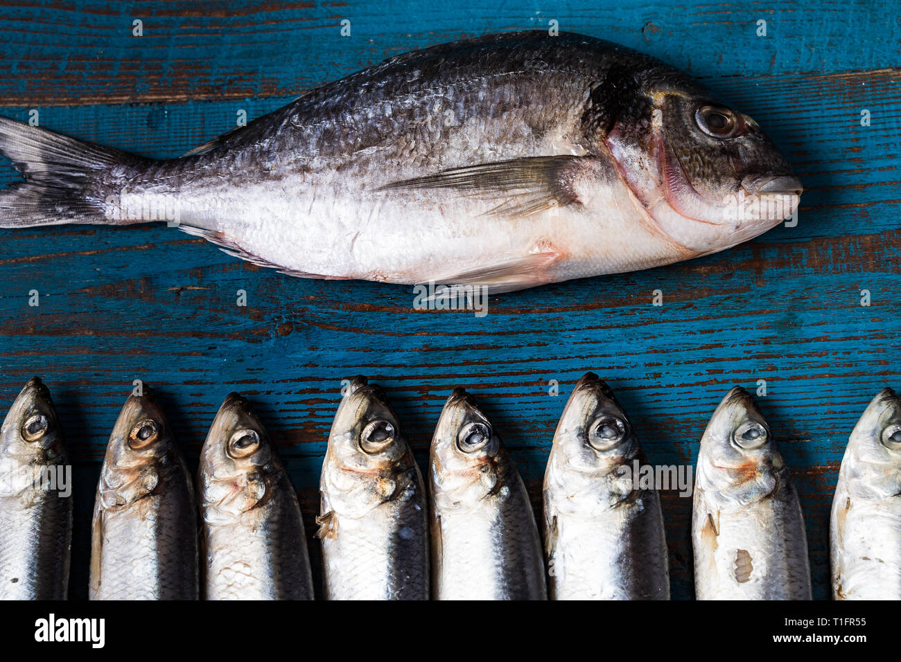 Rustic style. Fish pattern. Herring fish and seabass fih on an old blue ...