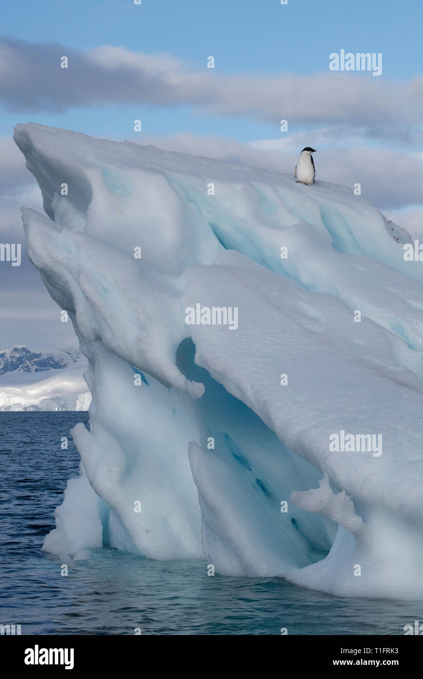 Antarctica, Wilhelmina Bay. Young Adelie penguin (WILD: Pygoscelis ...