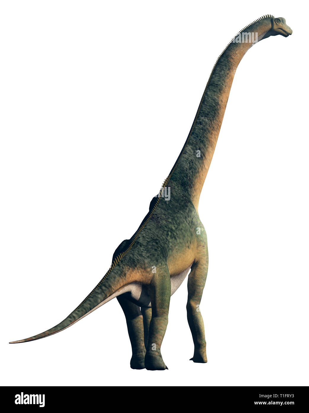 A giant sauropod, the largest of the dinosaurs and the biggest type of land  animal ever, on a white background turned away from the viewer Stock Photo  - Alamy