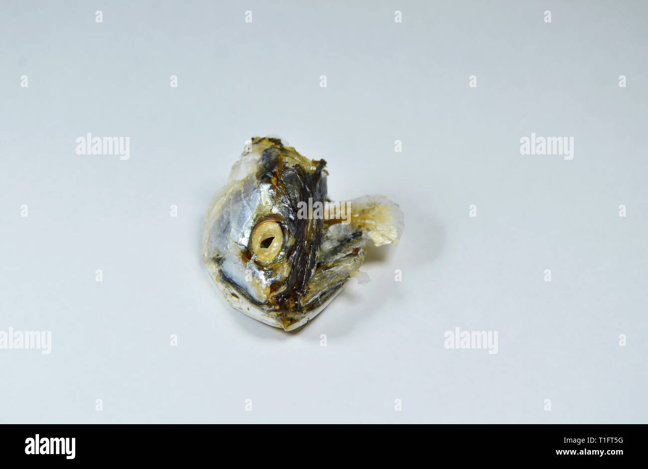 mackerel head leaf over cat feeding on white background Stock Photo Alamy