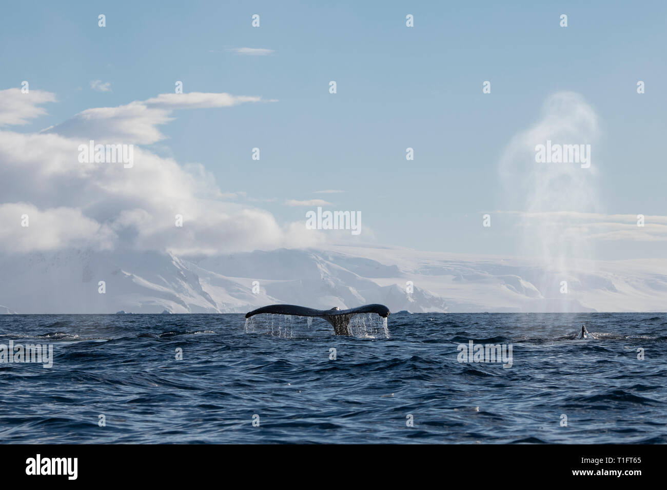 Antarctica. Cuverville Island located within the Errera Channel between Ronge Island and the Arctowski Peninsula. Three Humpback whales. Stock Photo
