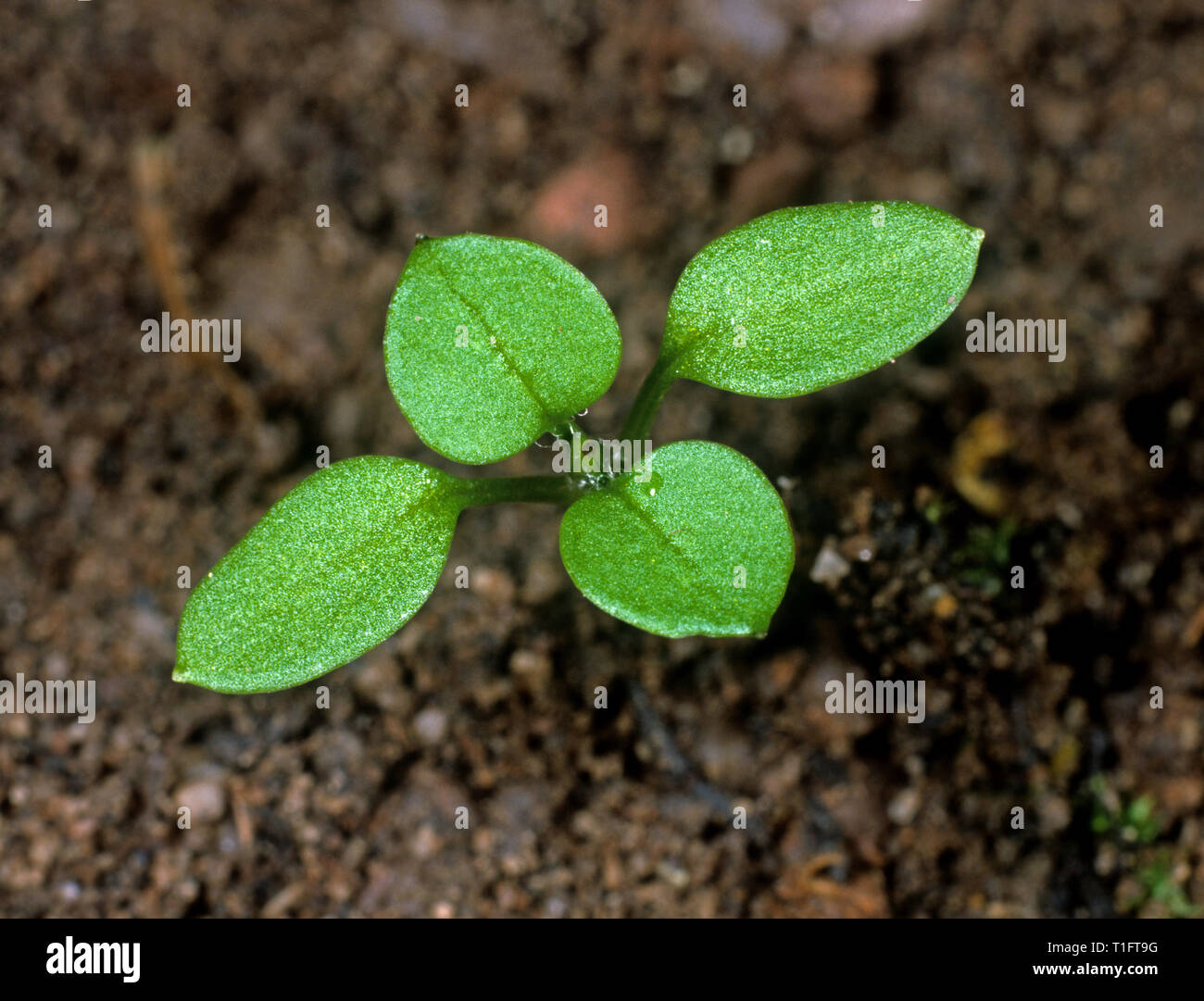 Chickweed (Stellaria media) seedling weed with cotyledons and two true leaves developing Stock Photo