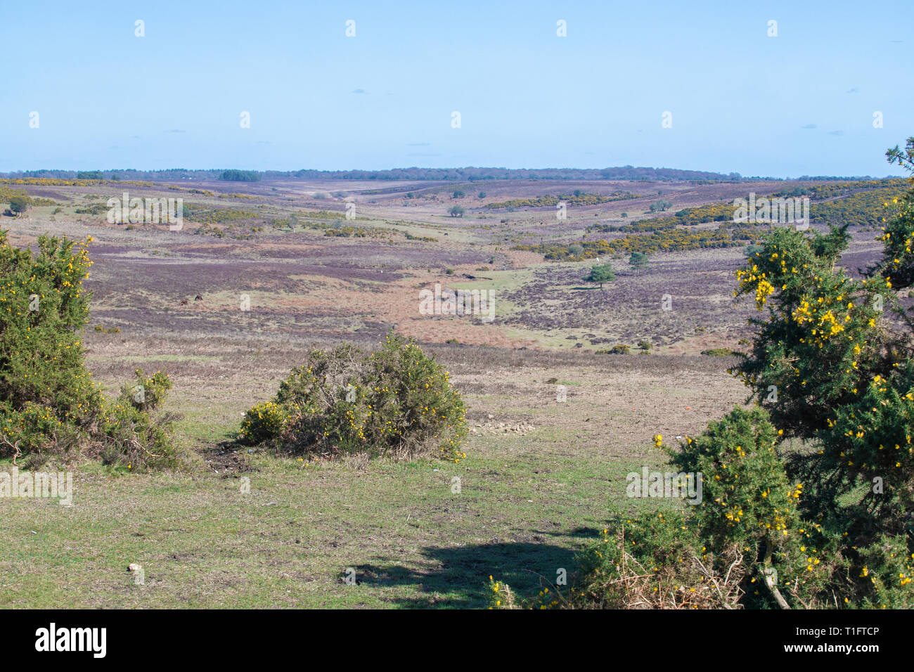 The New Forest, Hampshire, UK Stock Photo