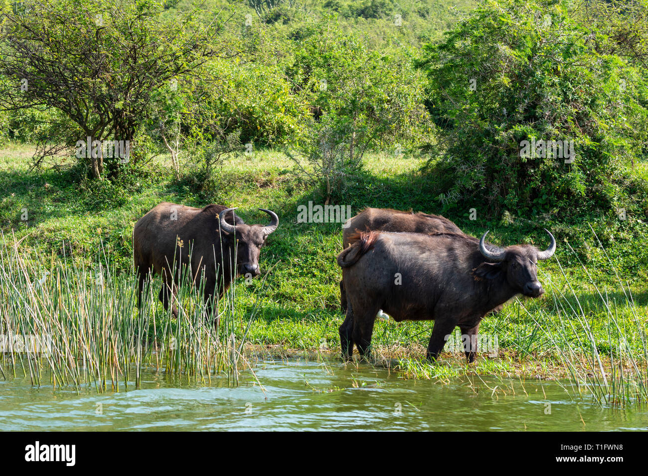 Group of buffalo hires stock photography and images Alamy