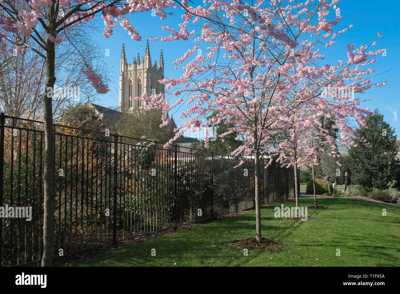 Spring UK England, view of young cherry trees in blossom with a cathedral tower visible in the background, Abbey Gardens, Bury St Edmunds, Suffolk, UK Stock Photo