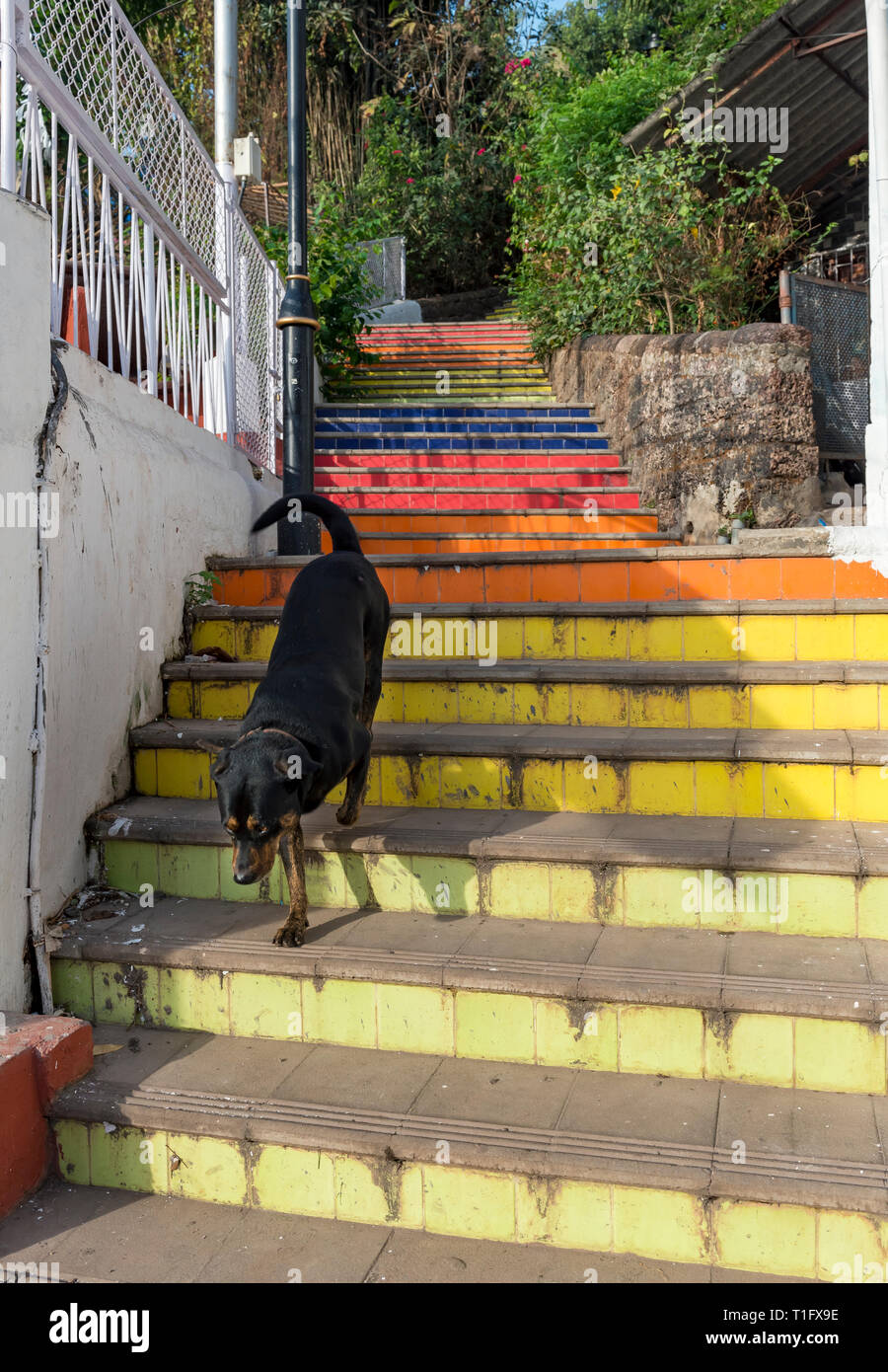 Dog on colorful flight of stairs in Fontainhas, Panaji (Panjim), Goa, India Stock Photo