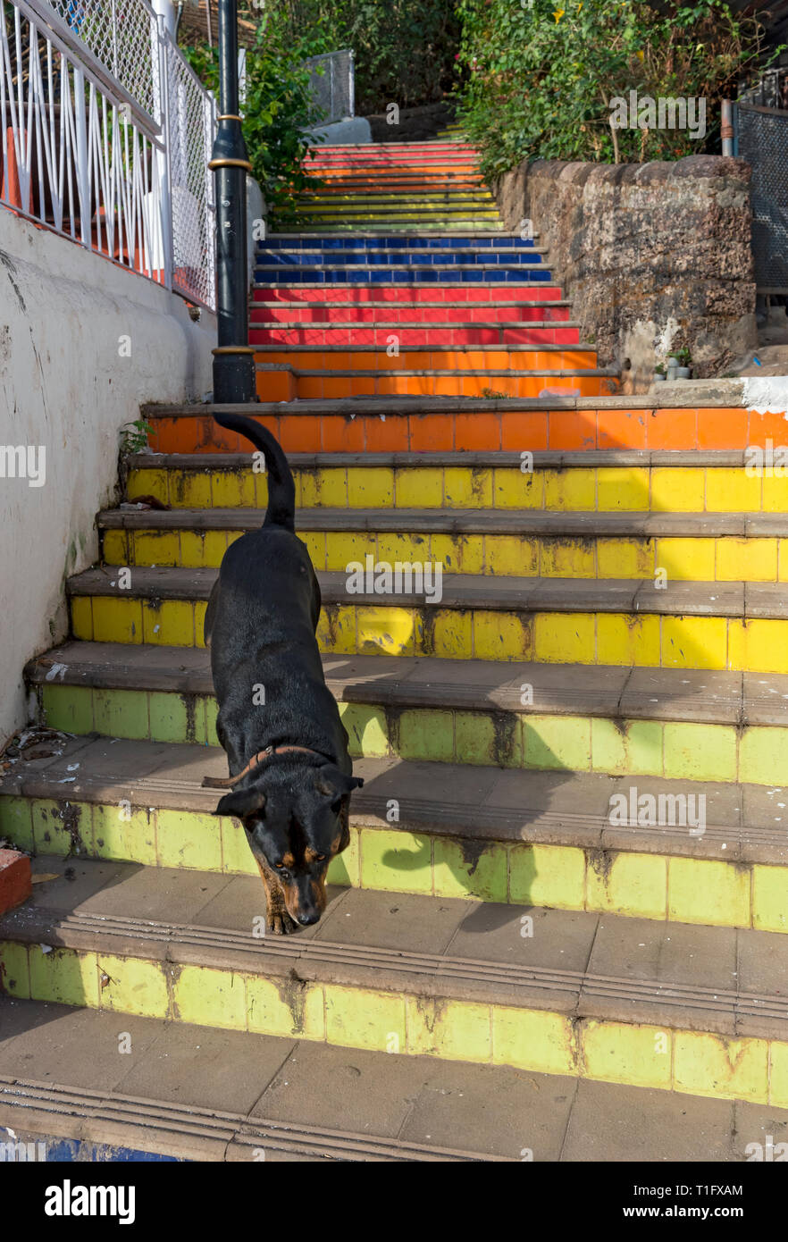 Dog on colorful flight of stairs in Fontainhas, Panaji (Panjim), Goa, India Stock Photo