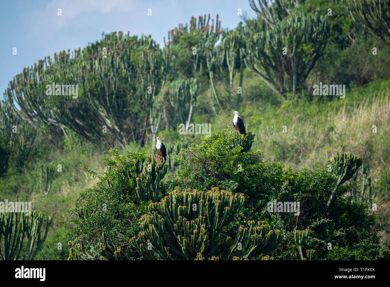 African fish eagles (Haliaeetus vocifer) in “candelabra tree” on Kazinga Channel within Queen Elizabeth National Park, South West Uganda, East Africa Stock Photo