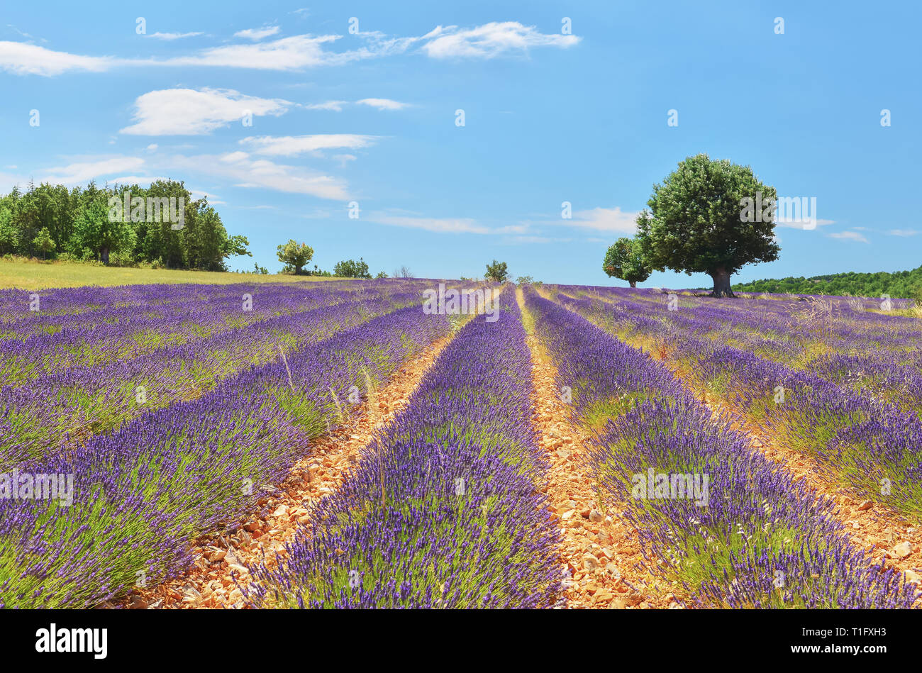 Lavender field in summer countryside, Provence, France. Rural landscape with flowering fragrant flowers in the south of France. Stock Photo