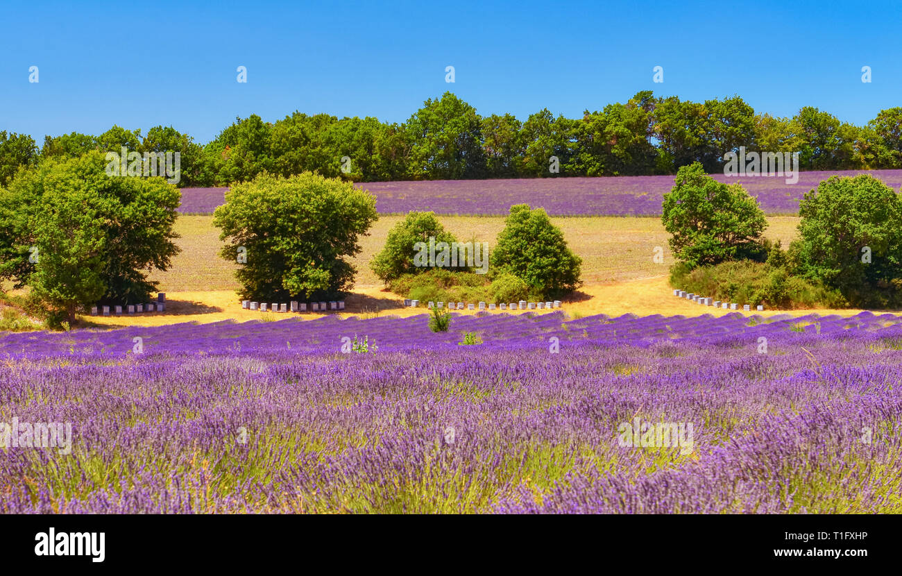Apiary between lavender fields in Provence, France. Beautiful rural landscape with bee house in summer countryside. Stock Photo