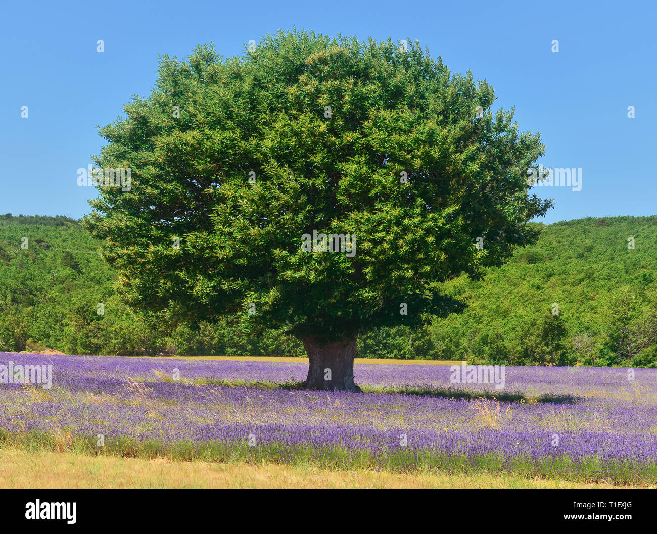 Powerful tree on the lavender field, Provence, France. .Rural landscape with cultivated medicinal fragrant plant Stock Photo