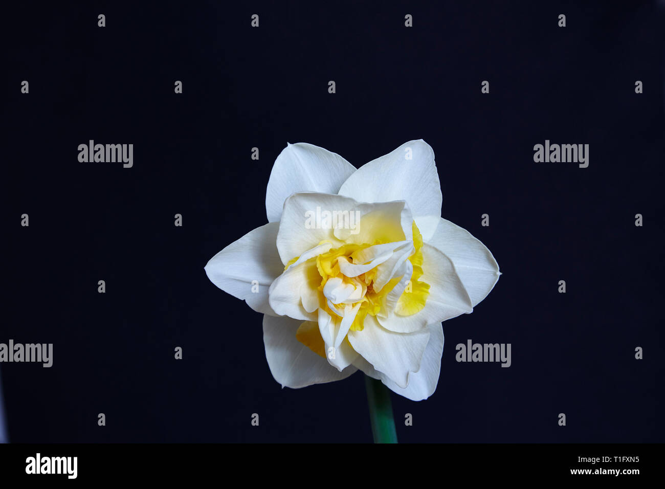 A double daffodil,Narcissus,white and orange,head with a black background. Stock Photo