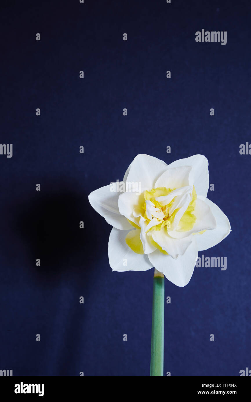 A double daffodil,Narcissus,white and orange,head with a black background. Stock Photo