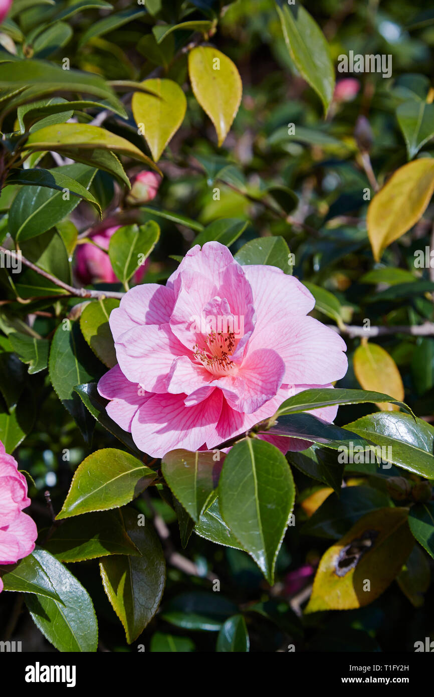 A Camelia flower caled donation on a tree in spring Stock Photo