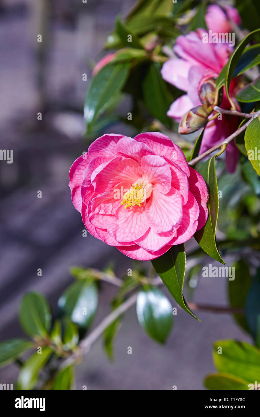 A Camelia flower caled donation on a tree in spring Stock Photo