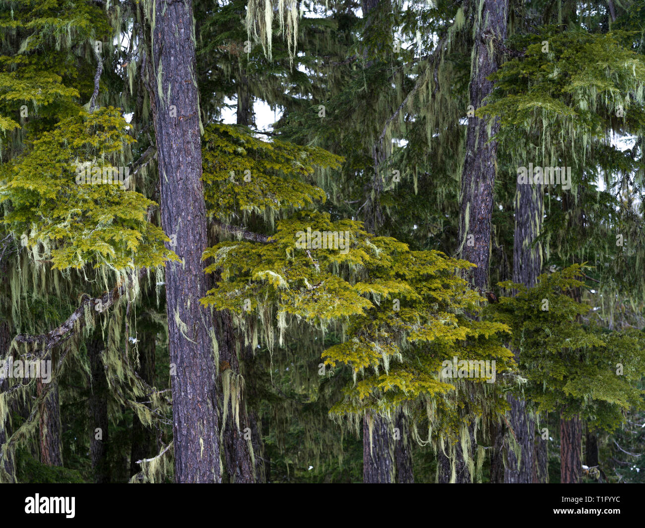 Pine trees in forest, Whistler, British Columbia, Canada Stock Photo