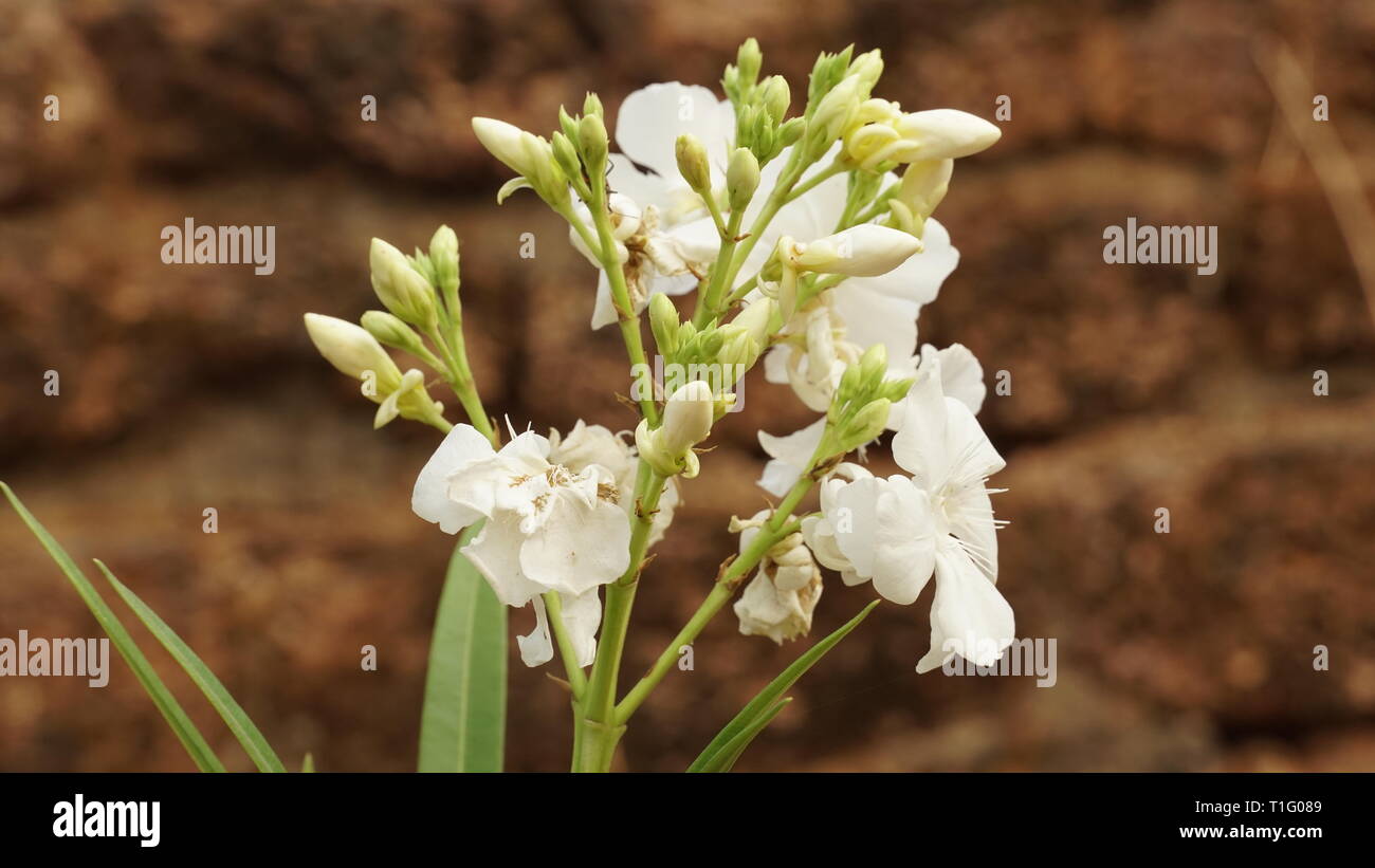 Flower of kerala hi-res stock photography and images - Alamy