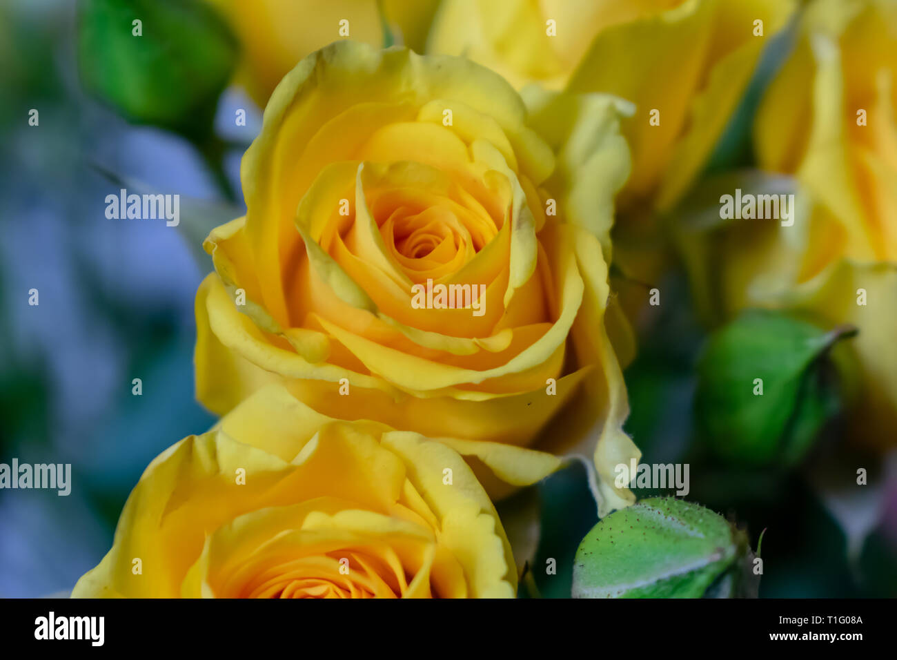 flowers yellow roses, texture background on March 8 Stock Photo - Alamy