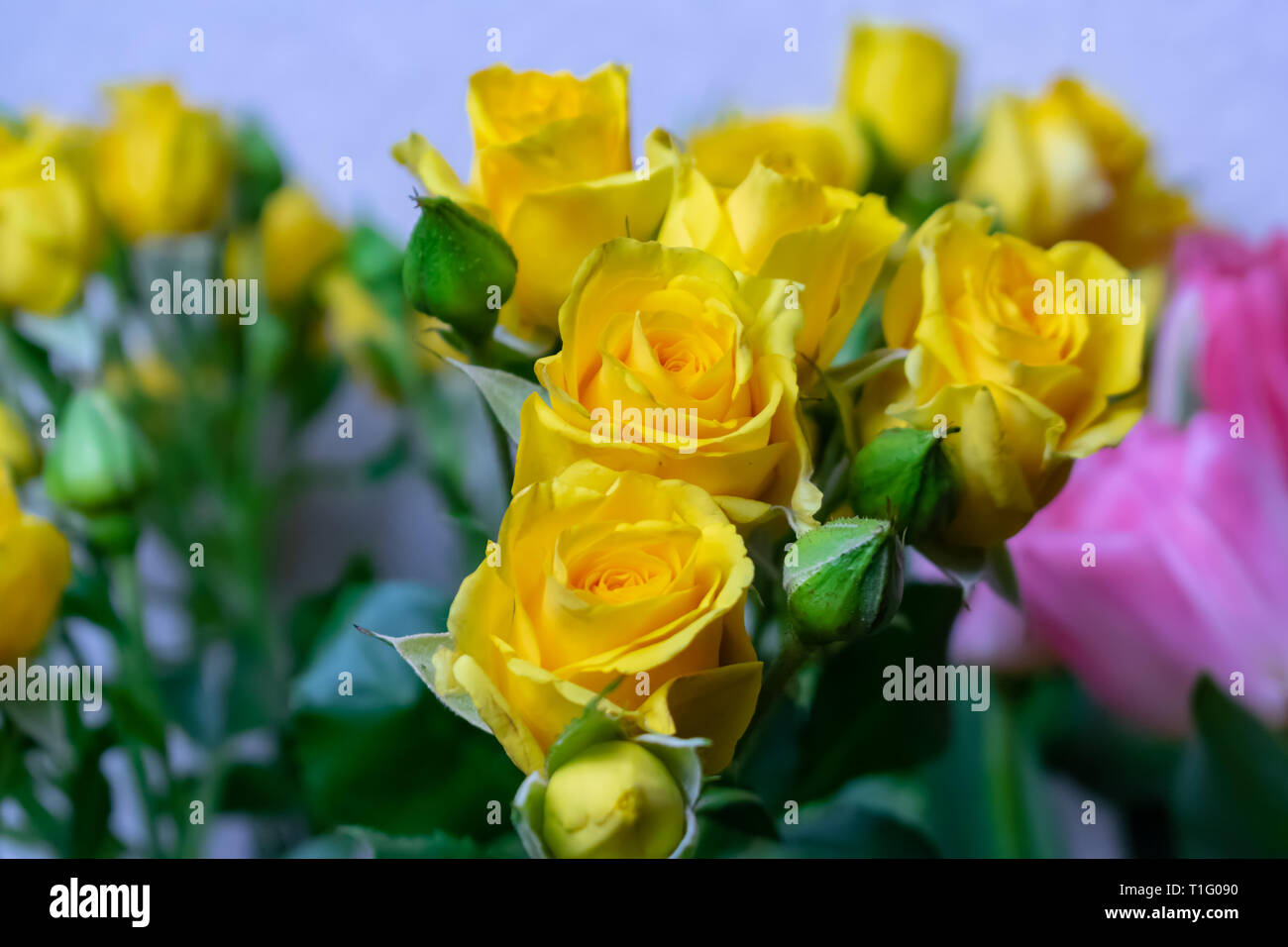flowers yellow roses, texture background on March 8 Stock Photo - Alamy