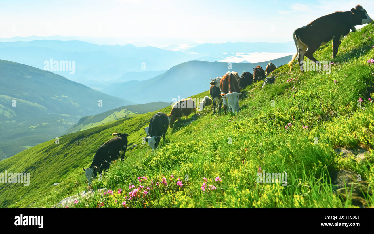 Cows on alpine meadow. Summer landscape with mammals and flowering pink rhododendron in highland. Stock Photo