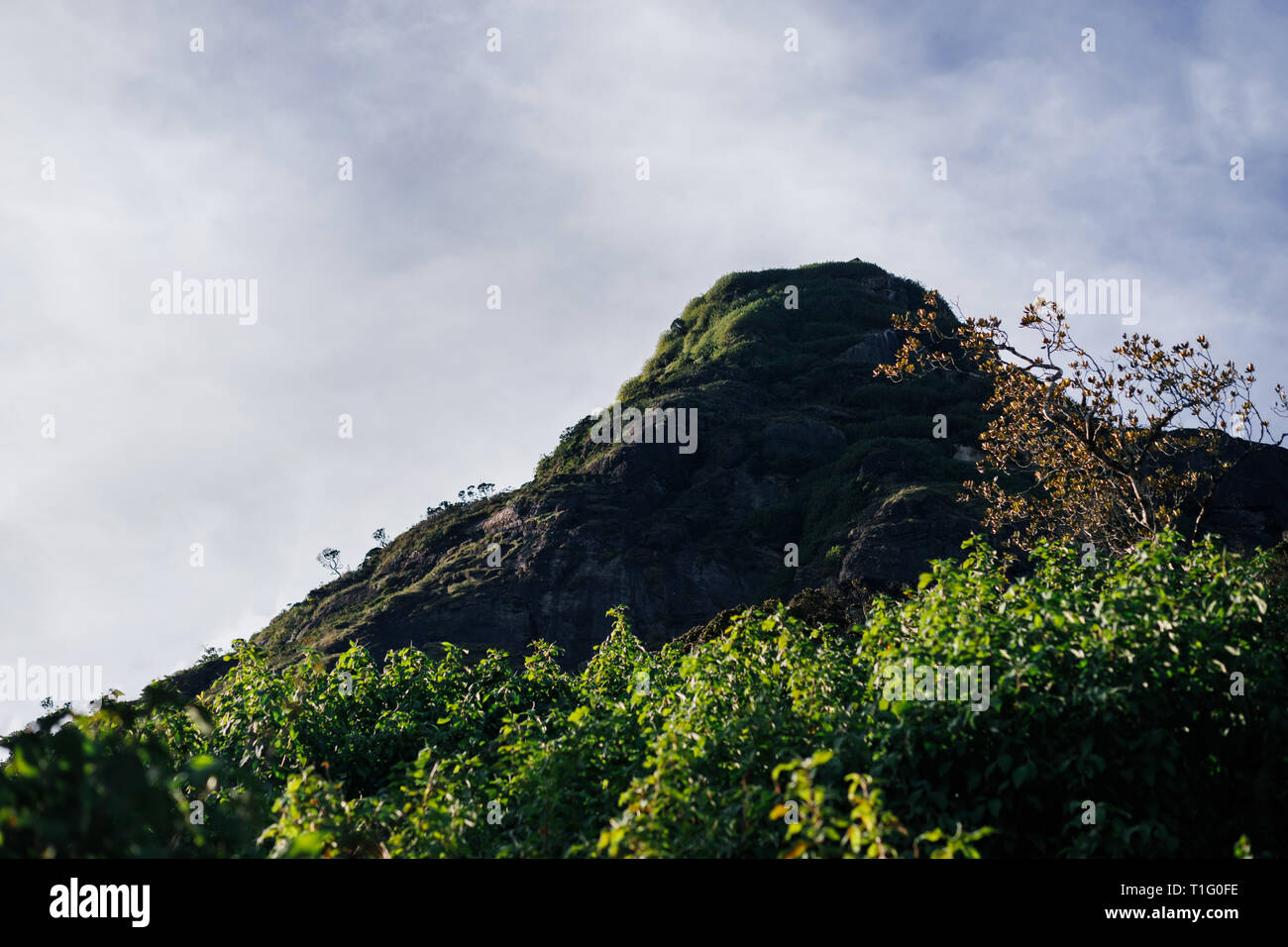 Rock with trees and grass in Sri Lanka Stock Photo