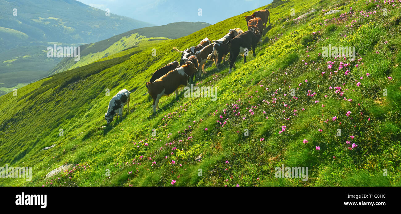 Cows on alpine meadow. Summer landscape with mammals and flowering pink rhododendron in highland. Stock Photo