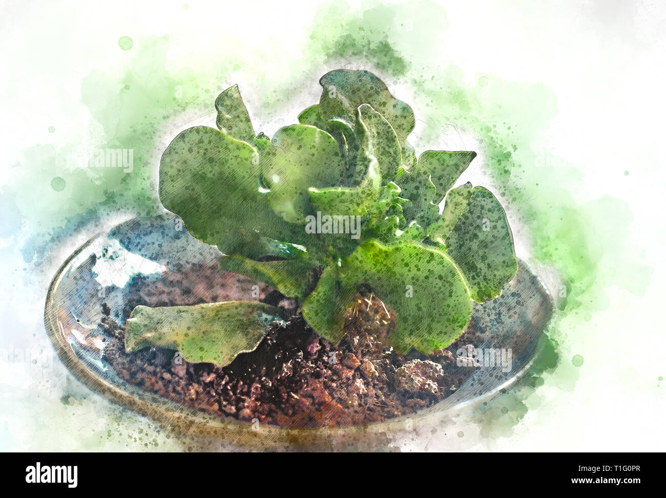 Digitally enhanced image of a potted Adromischus cristatus Stock Photo