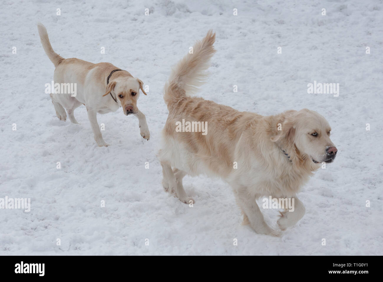 Cute Golden Retriever And Labrador Retriever Are Playing On The White Snow Pet Animals Purebred Dog Stock Photo Alamy