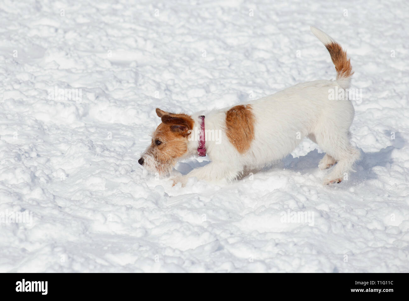 Cute jack russell terrier puppy is playing and jumping on white snow. Pet animals. Purebred dog. Stock Photo