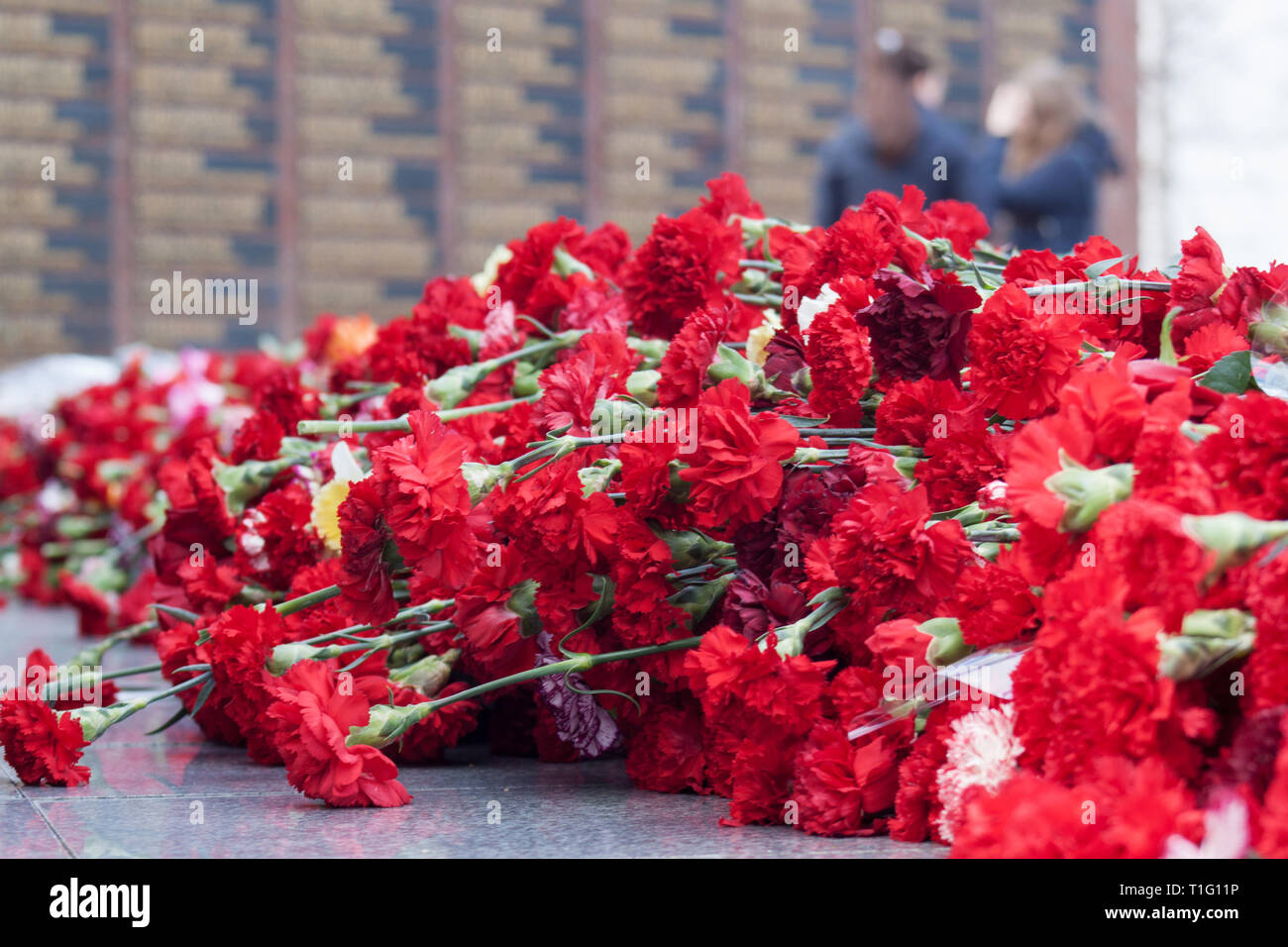 Red carnation flowers on a memorial marble board. Memorial to fallen ...