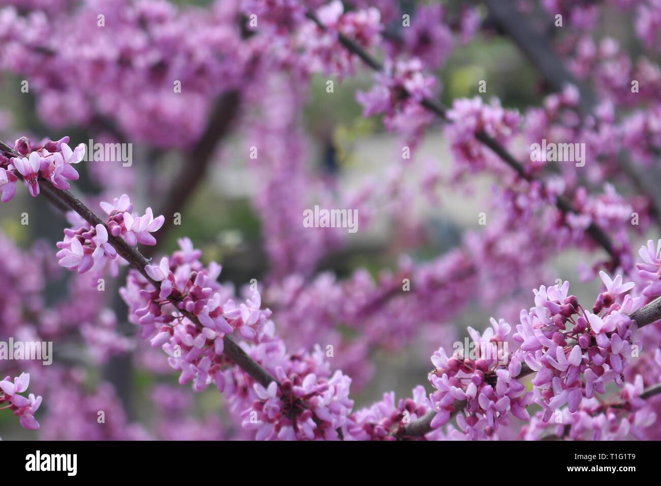 Closeup cherry spring tree hi-res stock photography and images - Alamy