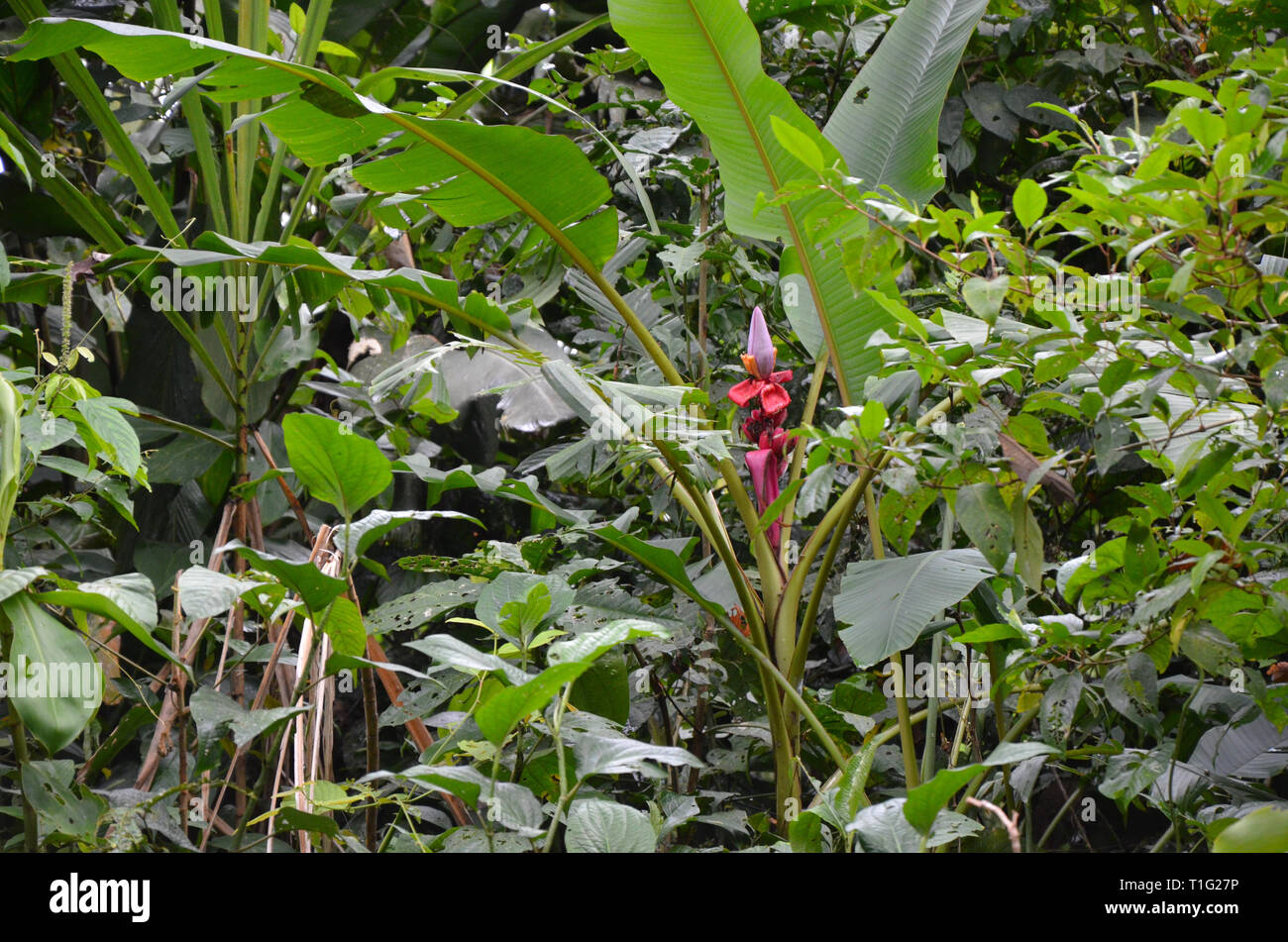 Rainforest Ecuador Jungle Flower Stock Photo