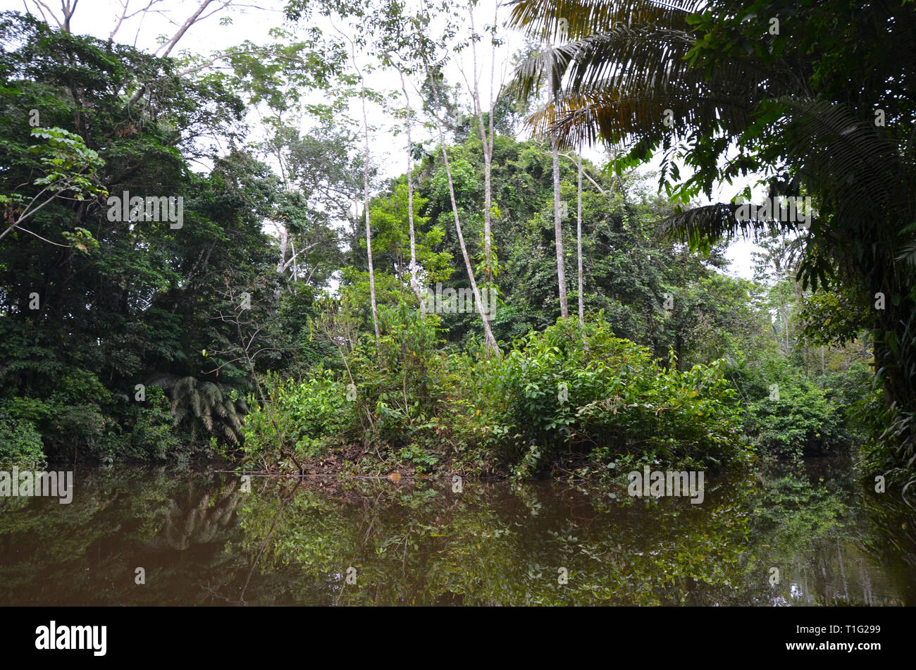 Rainforest south america hi-res stock photography and images - Alamy