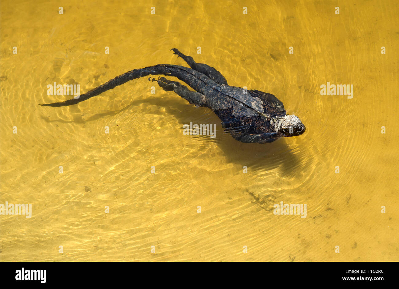 Marine iguana Amblyrhynchus cristatus albemarlensis swimming in the sea, Isabela Island, Galapagos Islands, Ecuador Stock Photo