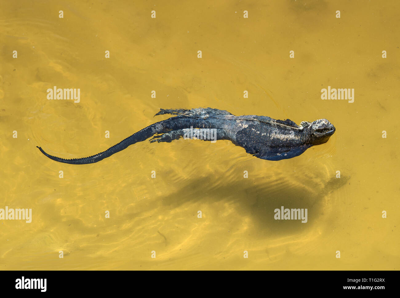 Marine iguana Amblyrhynchus cristatus albemarlensis swimming in the sea, Isabela Island, Galapagos Islands, Ecuador Stock Photo