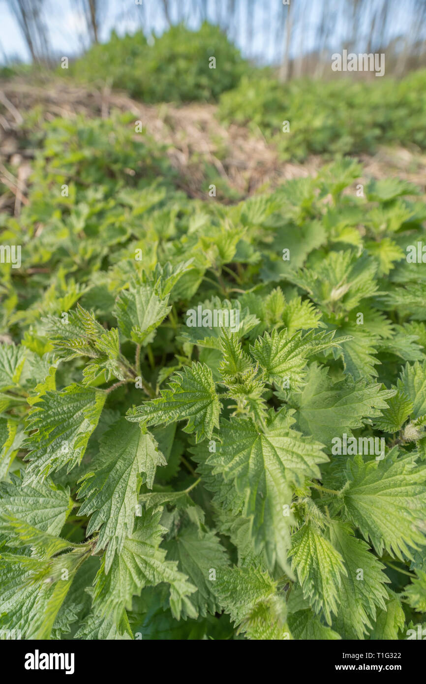 Foliage leaves of common Stinging Nettle / Urtica dioica on waste