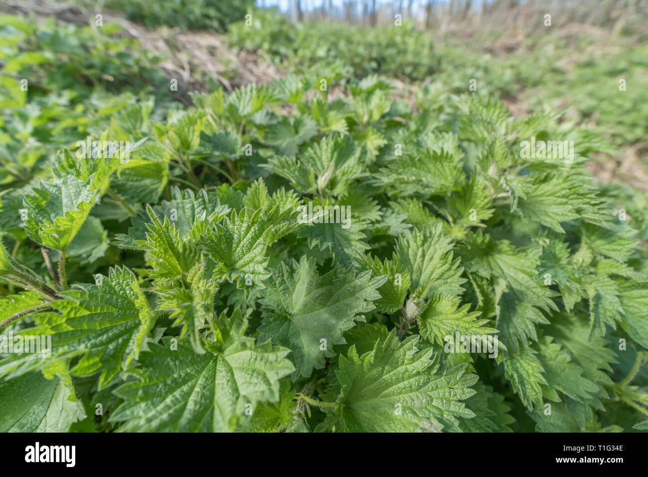 Foliage / leaves of common Stinging Nettle / Urtica dioica, a well-known foraged food for making nettle soup. Painful sting concept, bed of nettles. Stock Photo