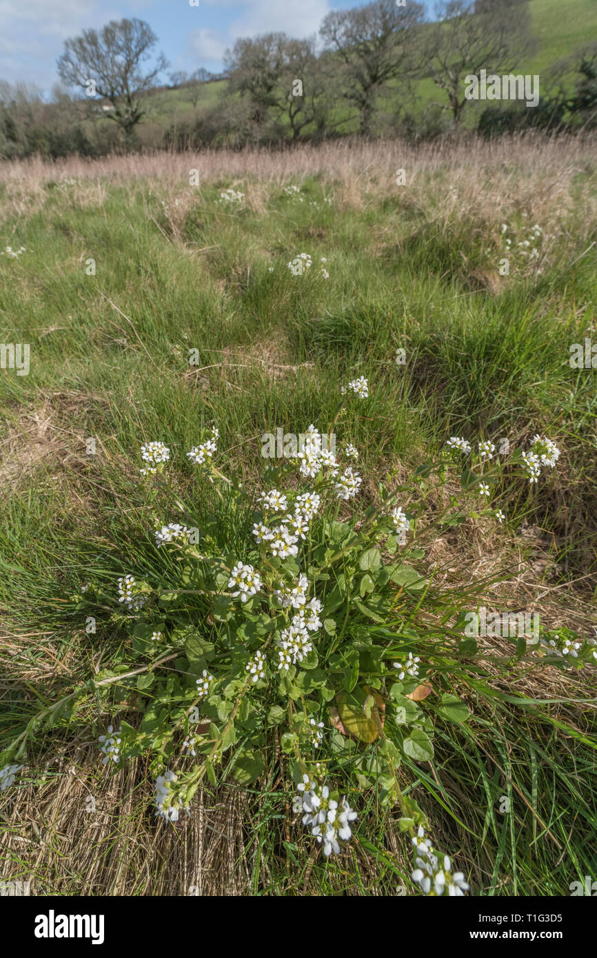 Flowering Scurvy Grass / Cochlearia officinalis in salt marsh. Plant  was used to treat Scurvy because it's a source of Vitamin C. Medicinal plants UK Stock Photo