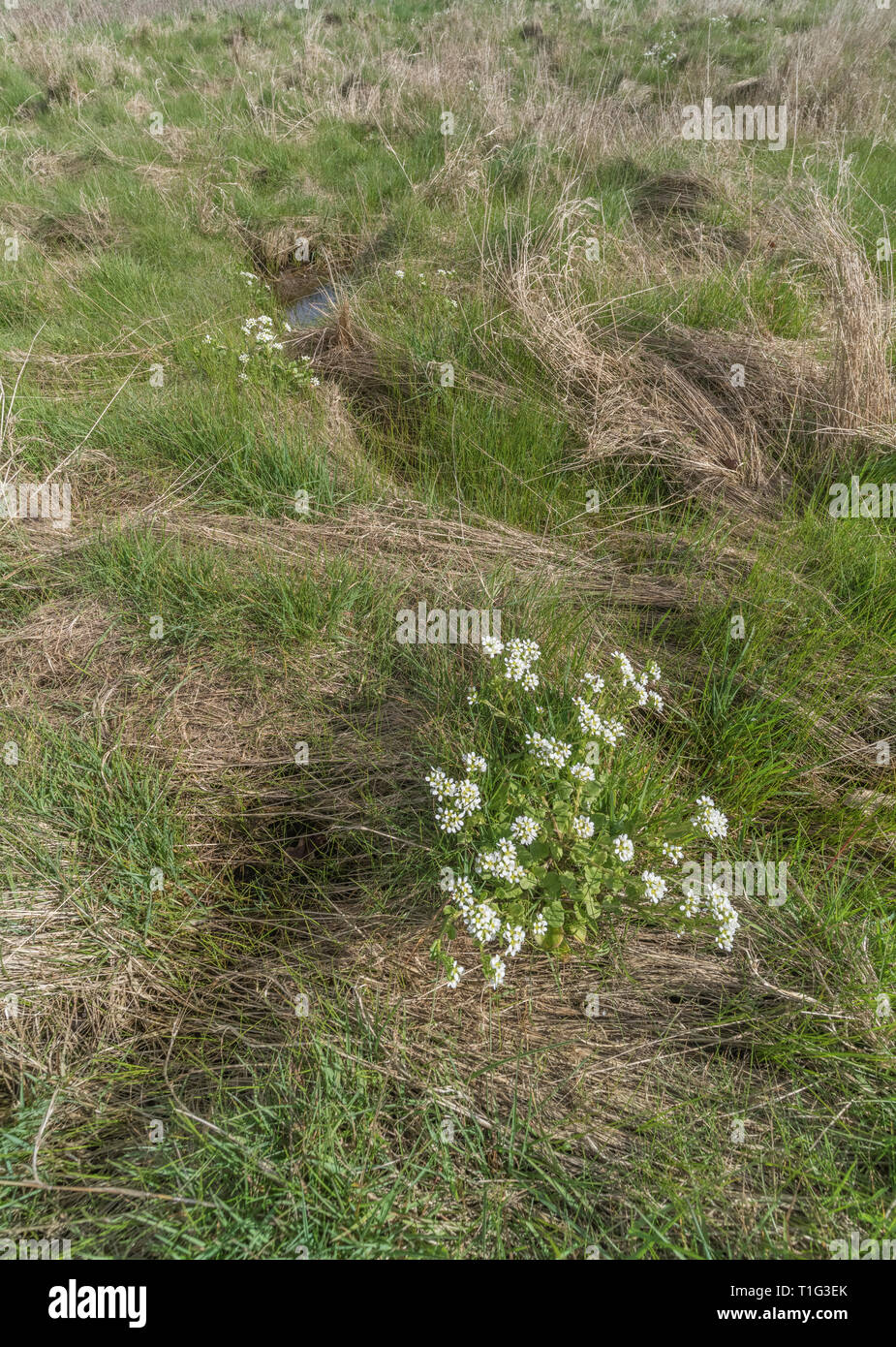 Flowering Scurvy Grass / Cochlearia officinalis in salt marsh. Plant  was used to treat Scurvy because it's a source of Vitamin C. Medicinal plants UK Stock Photo