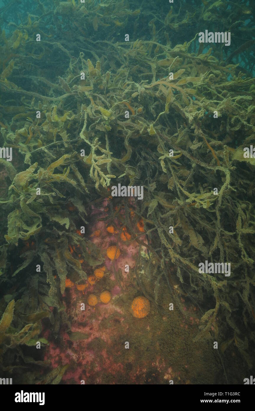 Globular orange golfball sponges growing on large boulder under dense growth of brown sea weeds covered with fine sediment. Stock Photo