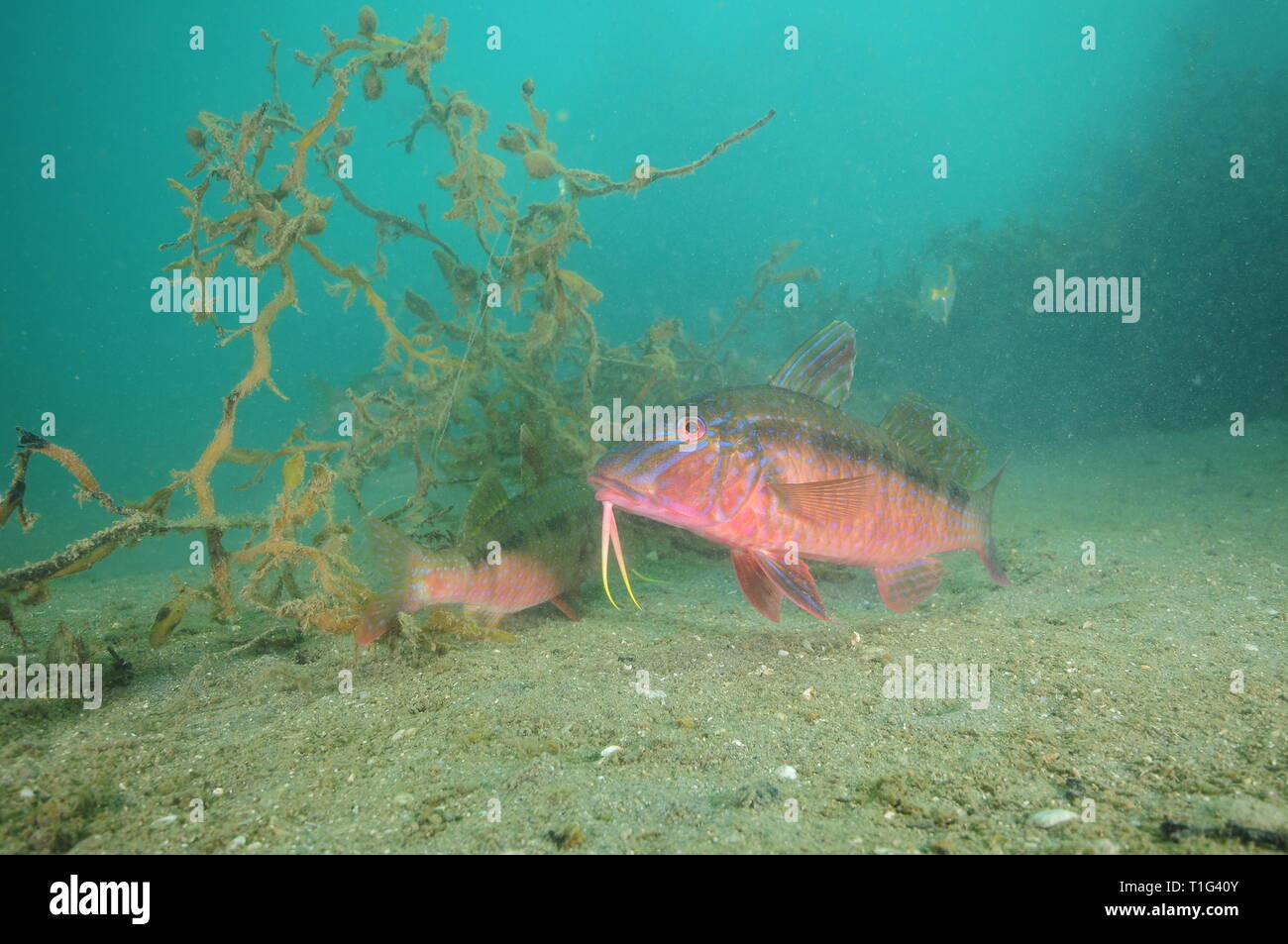 Colorful goatfish (striped red mullet) Upeneichtys Lineatus with clearly visible barbels posing on flat silty bottom of Whangateau Harbour. Stock Photo