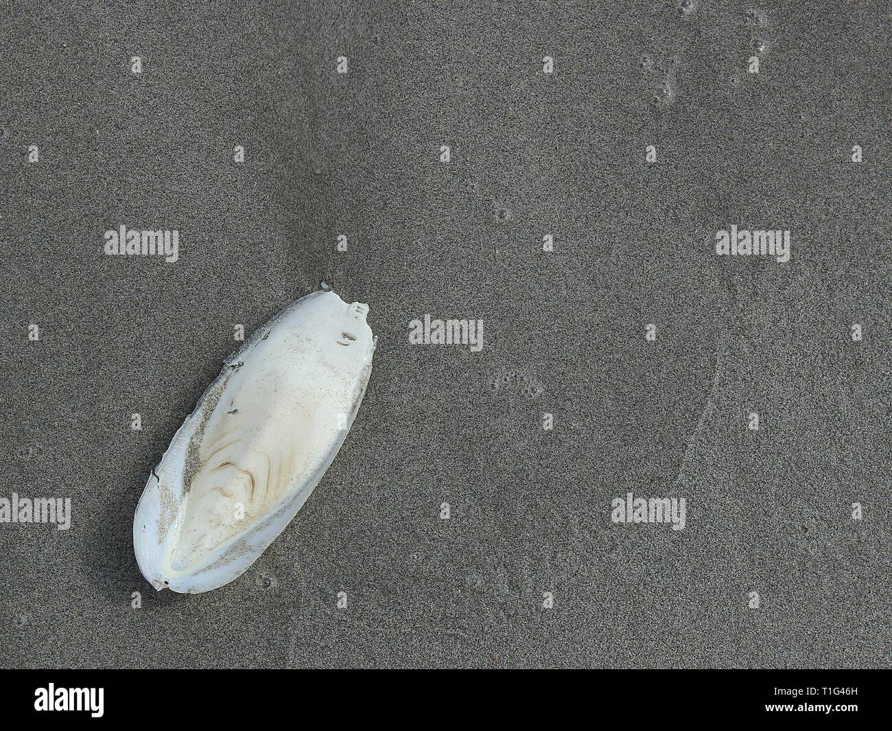 Close up one cuttlefish bone washed up from sea wave at a beach with black grey sand Stock Photo
