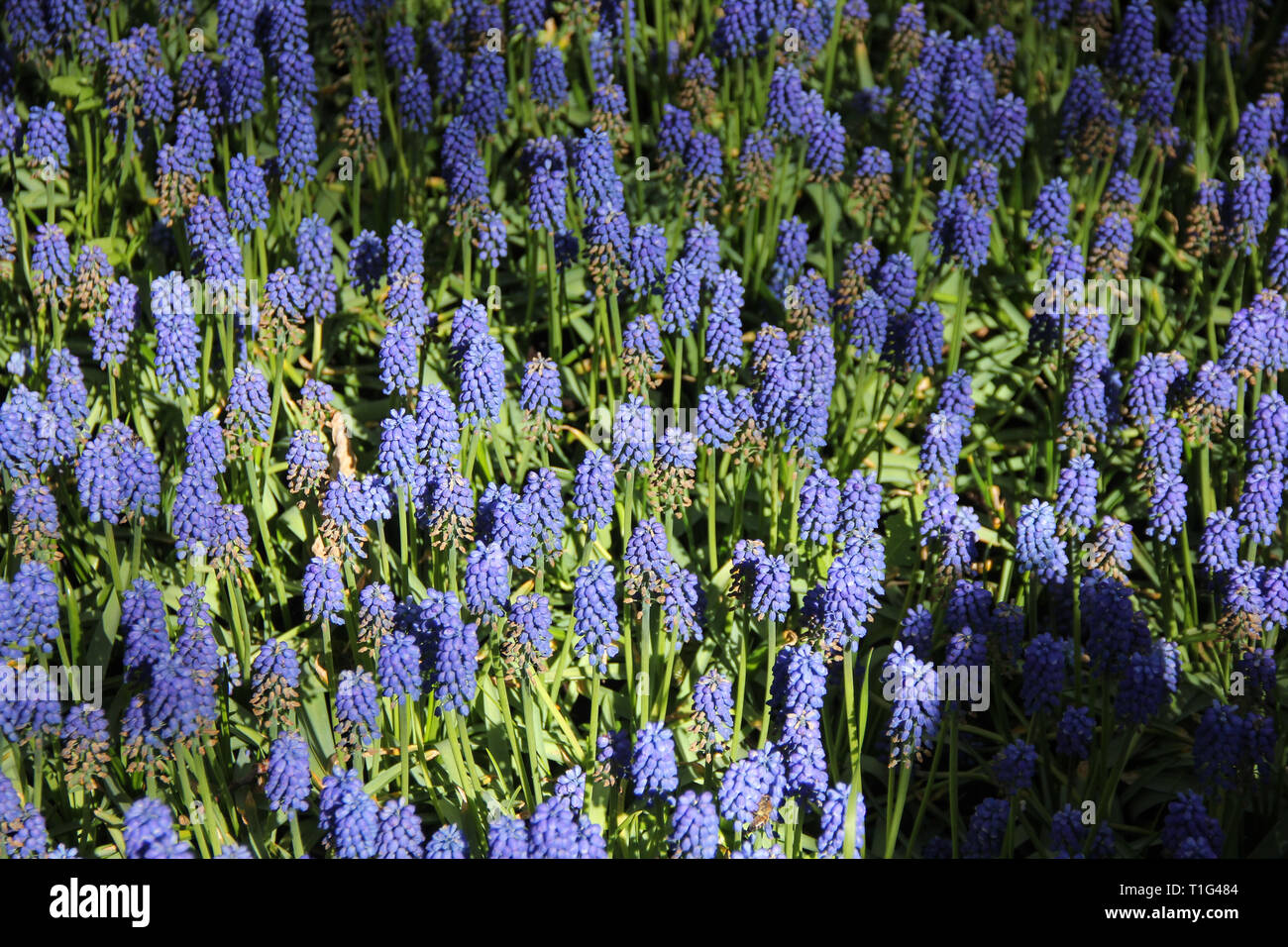 Field of blue violet beautiful Muscari flowers close up. Spring time in Keukenhof flower garden, Netherlands, Holland Stock Photo