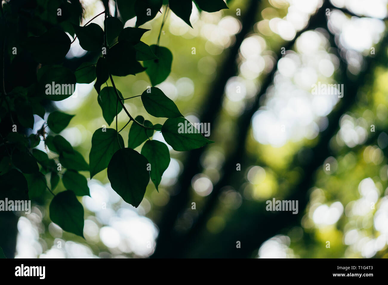 Closeup nature of green leaves in the garden Stock Photo - Alamy