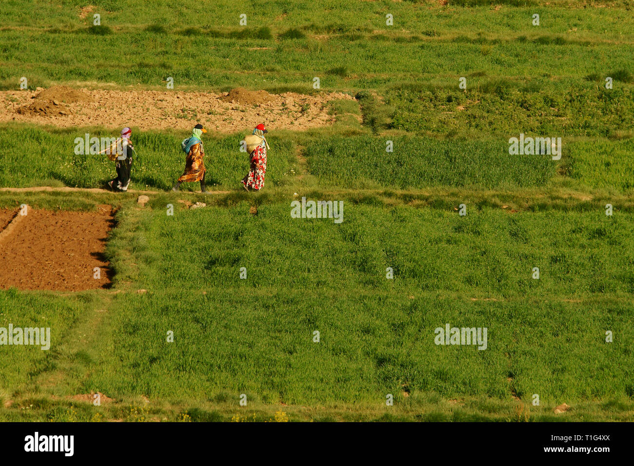 African women in colorful outfits are going across the field. Atlas Mountains. Morocco Stock Photo